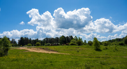 A herd of cows in a meadow.
