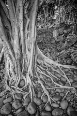 Background  Closeup of a Banyan Tree and External Root System in Black and White.