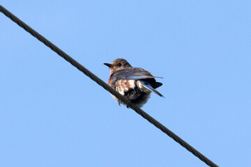 Juvenile flicker on wire