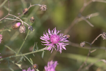 Spotted Knapweed