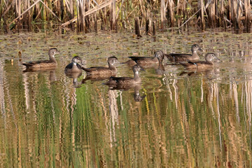 Wood duck family