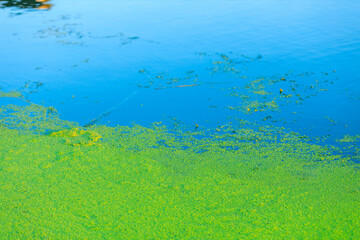 on the reservoir, green duckweed occupies part of the water