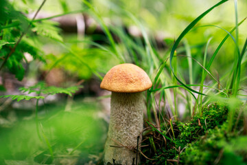 a mushroom with a red head among foliage and grass in a summer forest