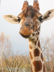 Giraffe