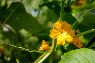 A yellow flower with a green stem is growing on a vine