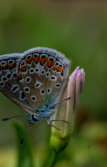 butterfly on a flower