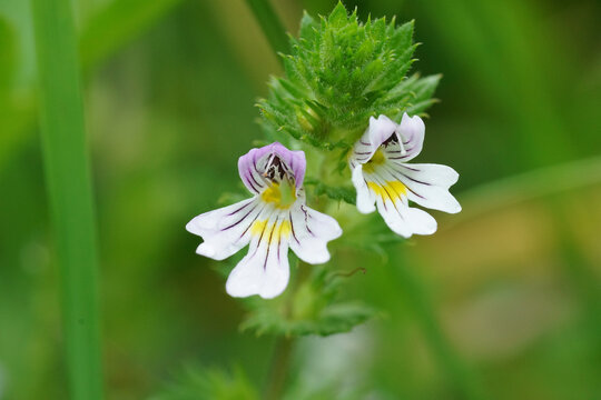 Closeup on the small, fragile looking eyebright wildflower, Euphrasia officinalis in the Austrian alps