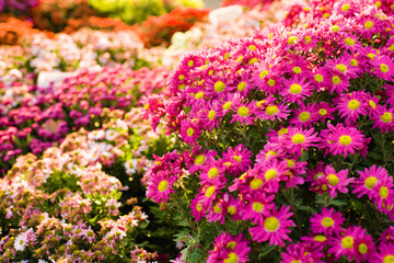 Fantastic blooming show of beautiful colorful сhrysanthemums in warm sunset light, selective focus. Gardening, floral greeting card or wallpaper concept