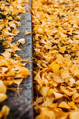 Many beautiful fallen yellow leaves of ginkgo biloba tree on steps or curb in park or street in autumn, selective focus