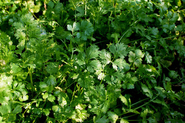 Green fresh coriander leaves. Coriander growing in the garden, natural background.