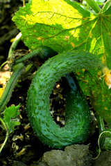 A funny twisted green cucumber in the shape of a circle on a branch grows in the garden. Selective focus.