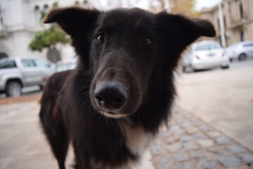 Perro negro mirando en la ciudad
