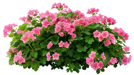 Bush of geranium ,Flower bush shrub tree plant isolated tropical jungle plant with clipping path on white background	
