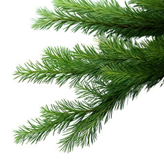 Obraz premium PNG Plant tree pine fir.