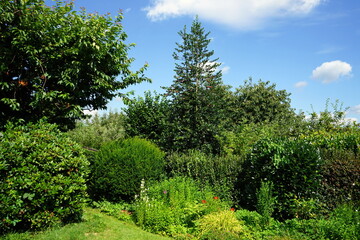 Fototapeta premium Üppiges Grün in einem schönen großen Garten im Sommer mit blauem Himmel und weißer Wolke bei Sonnenschein in Wettenberg Krofdorf-Gleiberg bei Gießen in Hessen