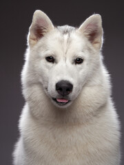 A serene white Siberian Husky dog gazes forward, its face marked by a subtle grin