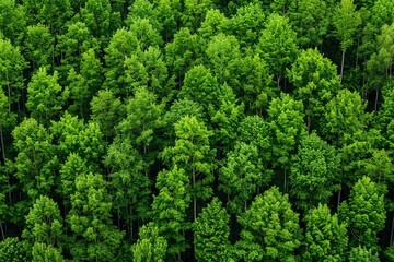 A forest with mixed deciduous and evergreen trees, diverse habitats, balanced forest ecosystem