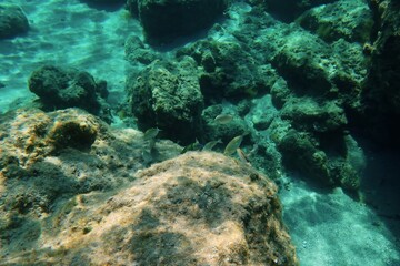 School of fish in the shallow water, stones with algae. Water with the marine life, underwater photography from snorkeling. Feeding fish, wildlife in the sea. Travel foto from trip, fish in the sea.