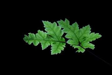 Beautiful green leaf isolated on black background. Green leaves frame on black background, isolated close up. Design element.