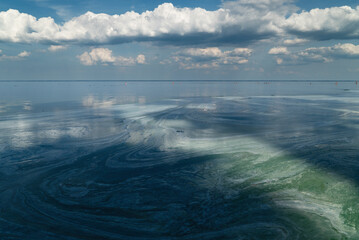 Water bloom in a freshwater pond. Scenery. Landscape. Hot Summer