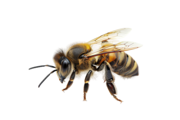 Bee sting isolated on transparent background