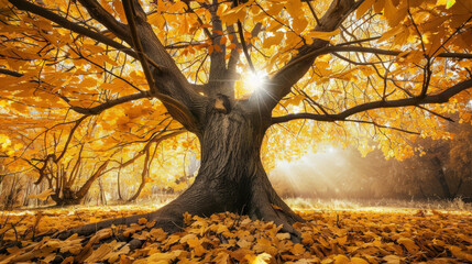 Sunlight filtering through the branches of a majestic autumn tree