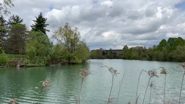 Pellerina park in Turin lake with ducks. High quality 4k footage