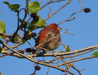 bird on a branch