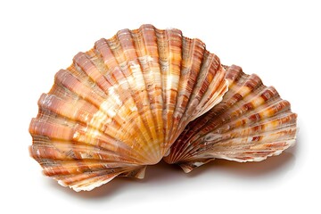 Obraz premium Beautifully Textured Scallop Shells Displaying Natural Patterns and Colors