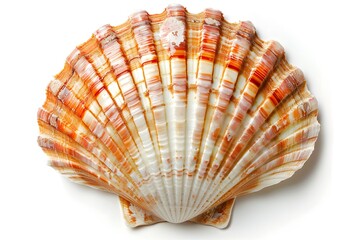 Beautifully Striped Scallop Shell Displaying Vibrant Colors and Patterns