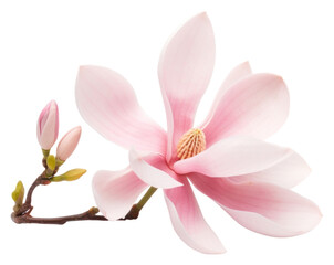 PNG Magnolia flower blossom orchid petal.