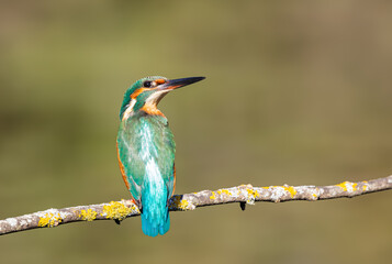 Kingfisher perched on a branch looking towards the bottom showing the light blue colors of its back