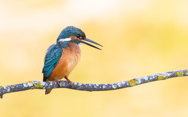 Kingfisher perched on a branch looking sideways with beak open
