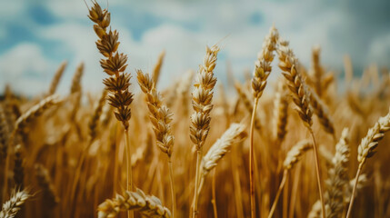 Fototapeta premium Wheat Field Under Cloudy Sky in Rural Countryside