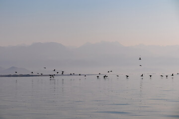 Naklejka premium Silhouette of flock of birds flying over water surface at sunrise at Lake Skadar near Virpazar, Bar, Montenegro, Balkans, Europe. Water reflection with misty Dinaric Alps mountains. Freedom concept