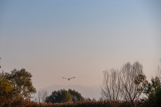 Eastern great egret white bird flying at sunrise over the tree branches of the Crminica river in Lake Skadar National Park near Virpazar, Bar, Montenegro, Balkans, Europe. Bird watching in wilderness - Powered by Adobe