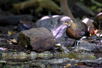 Red Junglefowl (Gallus gallus) in Southeast Asia
