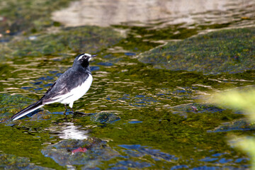 Japanese Wagtail (Motacilla grandis) in Japan