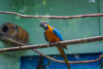 blue and yellow macaw.