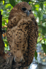 Pel's Fishing Owl (Scotopelia peli) in Sub-Saharan Africa