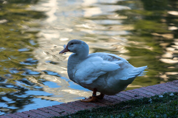 Pekin Duck (Anas platyrhynchos domesticus) in Farms and Domestic Settings Worldwide