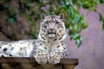 Fototapeta premium Snow Leopard (Panthera uncia) in Mountainous Regions