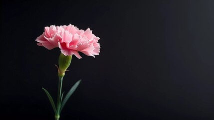 pink carnation on black background 