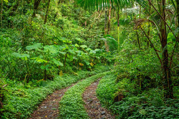 Hiking trail in the Rainforest, Chiriqui, Panama - stock photo