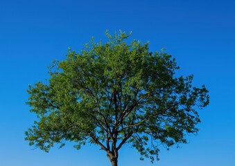 a tree with green leaves