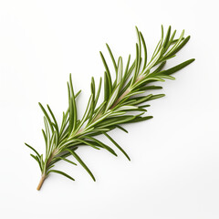 Fototapeta premium Fresh Rosemary Sprig Isolated on White Background