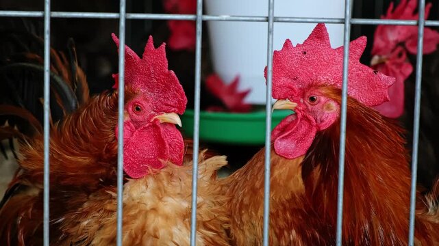 Brown roosters behind the corral. Chicken farm. Bird feeder. Bright heads of cocks in cage close up. Livestock and farming. High quality 4K footage
