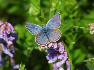 butterfly on a flower