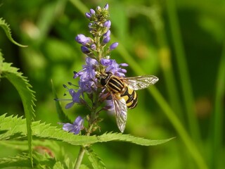 bee on a flower