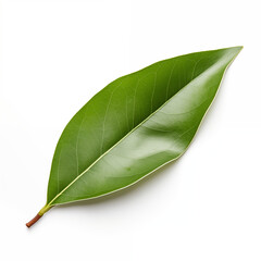 Fototapeta premium Single Green Leaf Isolated on White Background